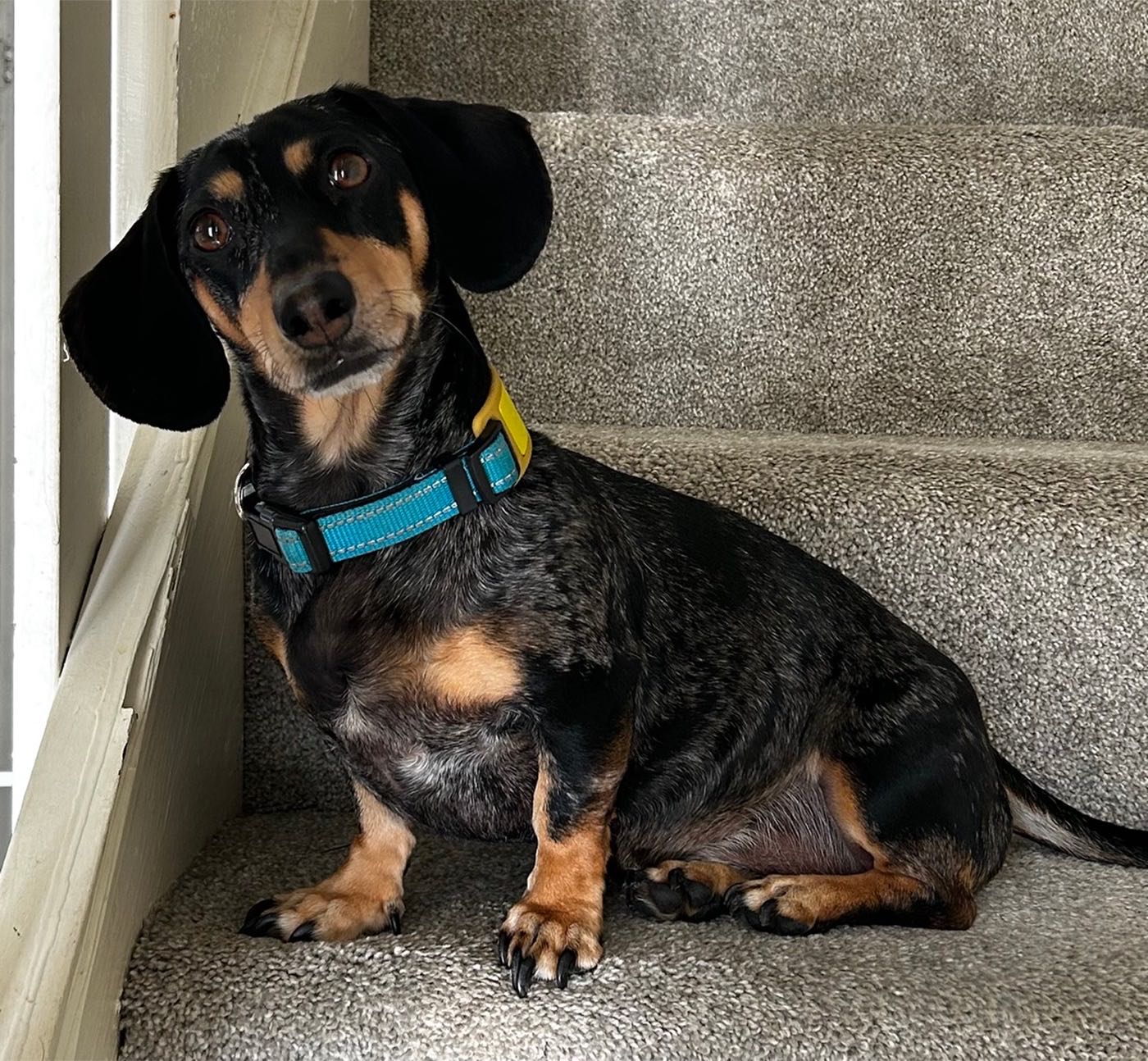 Walter, a merle mini dachshund, full body, wearing a blue collar and yellow ID tag