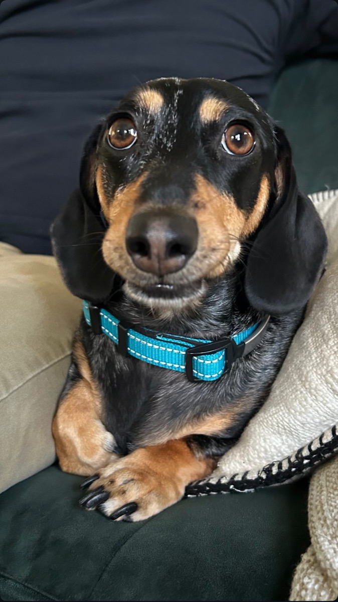 Walter's face close up, merle mini dachshund with a blue collar